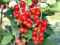 Preview: Ribes rubrum "Rovada" - (Rote Johannisbeere Rovada),