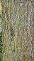 Preview: Sequoiadendron giganteum - (Kalifornischer Mammutbaum),