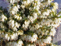 Preview: Erica carnea "Snow Queen" - (Schneeheide "Snow Queen"),