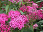 Preview: Spiraea bumalda "Anthony Waterer" - (Rote Sommerspiere),