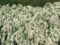 Preview: Blüten Spiraea vanhouttei Prachtspiere bienenfreundlich