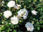 Preview: Rosa "Swany"® *Meiburenac* - (Bodend. Rose "Swany"®),