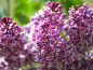 Preview: edelflieder weiß lila blüten Syringa vulgaris Sensation