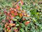 Preview: Cotoneaster dammeri radicans - (Teppichzwergmispel),