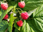 Preview: Rubus idaeus Twotimer ® Sugana ® - Himbeere Twotimer ® Sugana ®