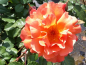 Preview: Rosa "Westerland"® - (Strauchrose "Westerland"®),