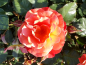 Preview: Rosa "Westerland"® - (Strauchrose "Westerland"®),