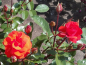 Preview: Rosa "Westpoint"® - (Beetrose "Westpoint"®),