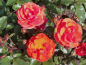 Preview: Rosa "Westpoint"® - (Beetrose "Westpoint"®),