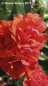 Preview: Rosa "Westpoint"® - (Beetrose "Westpoint"®),