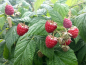 Preview: Rubus idaeus Willamette - Himbeere Willamette