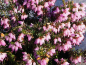 Preview: Erica carnea "Winter Beauty" - (Schneeheide "Winter Beauty"),