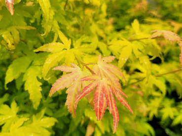 Acer palmatum Orange Dream - Fächer-Ahorn Orange Dream