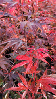 Acer palmatum Shaina - Fächer-Ahorn Shaina