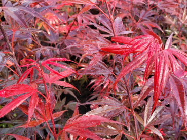 Acer palmatum Shaina - Fächer-Ahorn Shaina