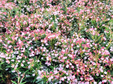 Lavendelheide Nikko - Andromeda polifolia Nikko