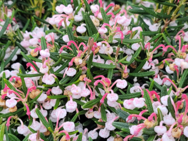 Lavendelheide Nikko - Andromeda polifolia Nikko