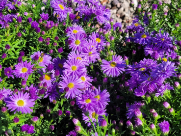 Aster dumosus "Prof. Anton Kippenberg" - (Kissen-Aster),