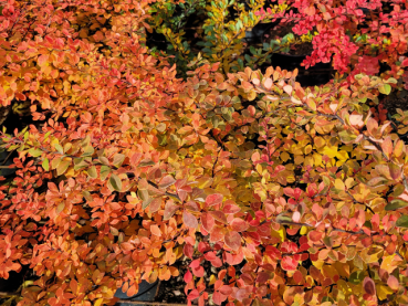 grüne Heckenberberitze Herbstfärbung
