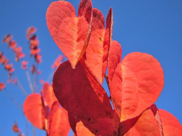 Cercidiphyllum japonicum - (Lebkuchenbaum / Japanischer Kuchenbaum),