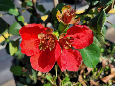 Zierquitte Cido Red Chaenomeles japonica Blüte rot