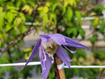 Clematis alpina Alpen-Waldrebe