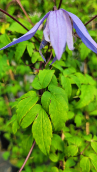 Clematis alpina Alpen-Waldrebe