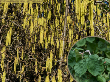 Corylus avellana "Contorta" - (Korkenzieherhaselnuss "Contorta"),