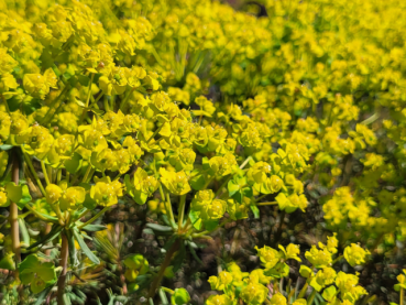 Euphorbia cyparissias Fens Ruby - (Zypressen Wolfsmilch Fens Ruby