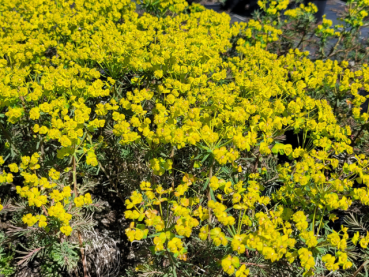 Euphorbia cyparissias Fens Ruby - (Zypressen Wolfsmilch Fens Ruby