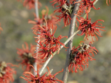 Hamamelis interm. "Rubin" - Zaubernuss "Rubin