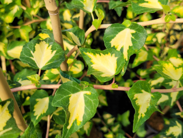 Hedera helix Goldheart Gelbbunter Efeu