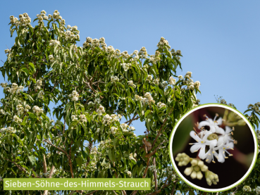 Heptacodium miconioides - Sieben-Söhne-des-Himmels-Strauch