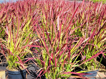 Imperata cylindrica var.koenig. "Red Baron" - (Japanisches Blutgras),