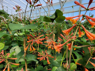 Lonicera Dropmore Scarlet Geißblatt