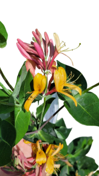 Lonicera heckrottii - Feuer- Geißblatt