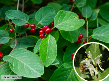 Lonicera xylosteum - Heckenkirsche