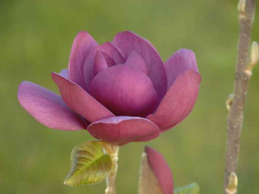 Magnolie Black Tulip - Magnolia Black Tulip
