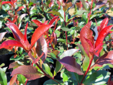 Photinia x fraseri "Carré Rouge" ® -  Rote Glanzmispel Carré Rouge