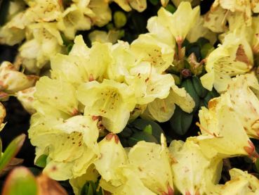 Rhododendron Princess Anne - Rhododendron hanceanum Princess Anne"