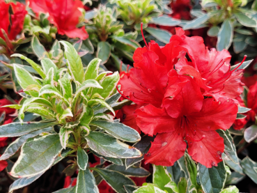 Rhododendron obtusum Hot Shot Variegated - Japanische Azalee Hot Shot Variegated