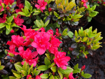 Rhododendron obtusum Maruschka