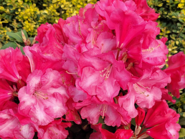 Rhododendron williamsianum Gartendirektor Glocker