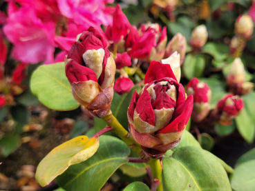 Rhododendron williamsianum Gartendirektor Glocker