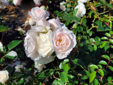 weiße blüte rose sea foam