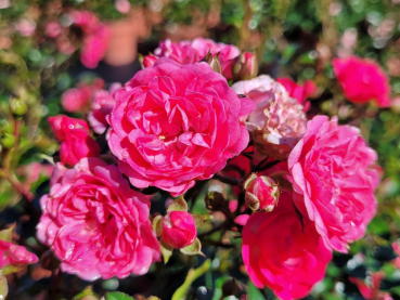 pinke blüte rose the fairy pink