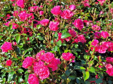 pinke blüte rose the fairy pink