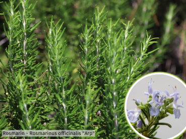 Rosmarin - Rosmarinus officinalis Arp