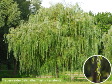 Salix alba "Tristis Resistenta" - Trauerweide