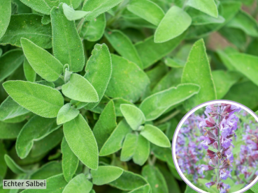 Echter Salbei -  Salvia officinalis